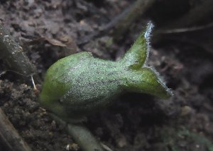 ӓ