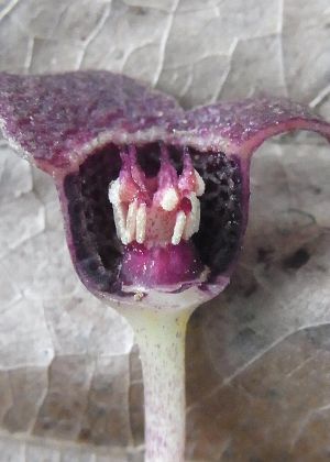 ӓ