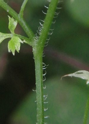 茎