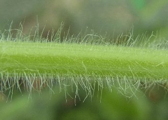 茎