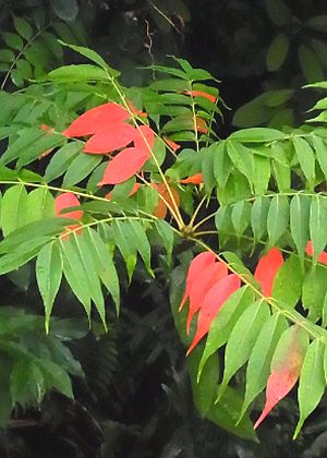 葉2(紅葉)