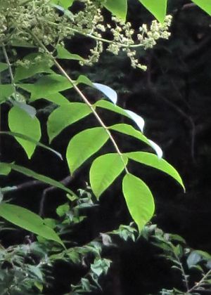 小葉