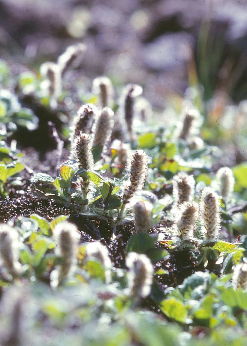 エゾノタカネヤナギ1(雄花序)