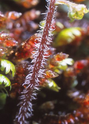 花茎