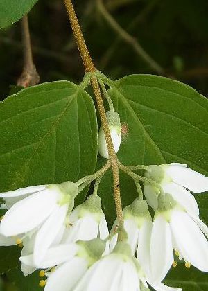 枝(上部)