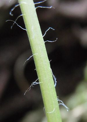 花茎