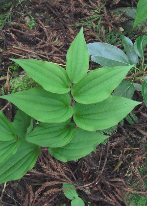 茎葉