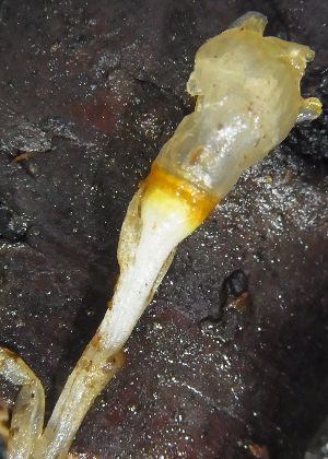 鱗片葉