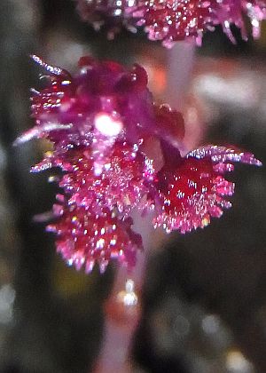 雌花