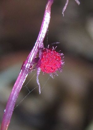 雌花