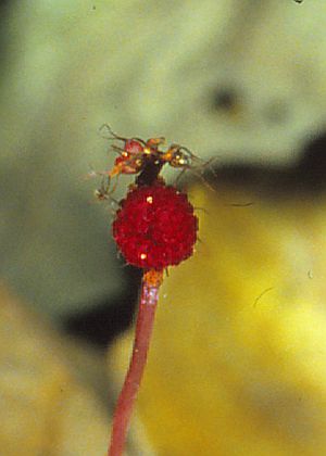 雌花1