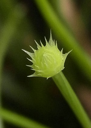 頭花2