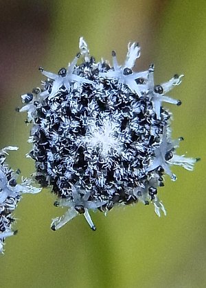 花2
