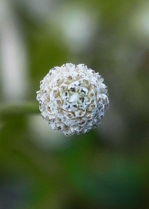 花1