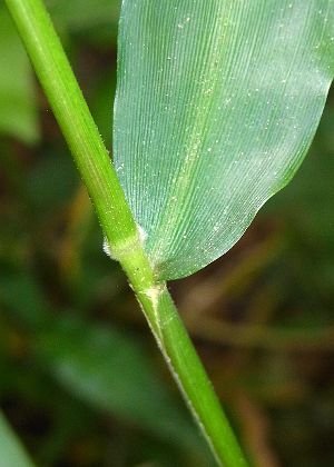 葉基部・葉鞘