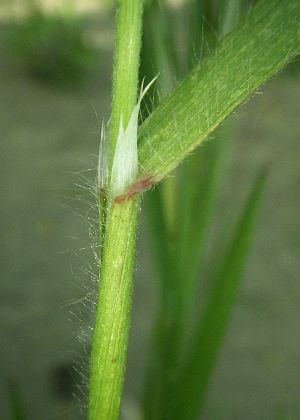 葉・葉鞘・葉舌