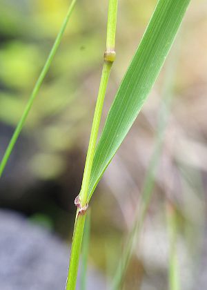 葉鞘・茎