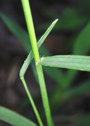 葉基部・葉鞘