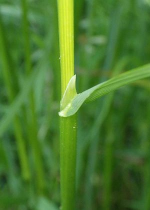 葉鞘・葉舌
