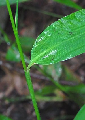 葉基部・葉鞘
