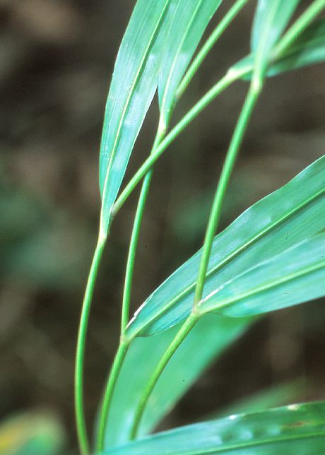 葉(基部)