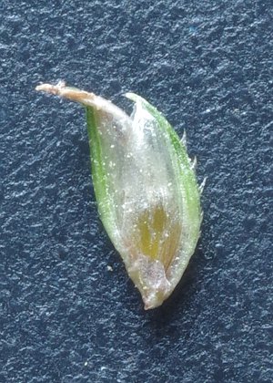 小穂