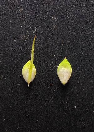 雌鱗片・果胞