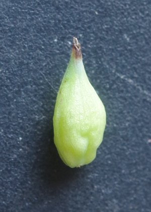果胞