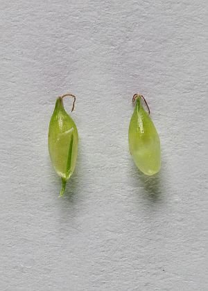 雌鱗片・果胞