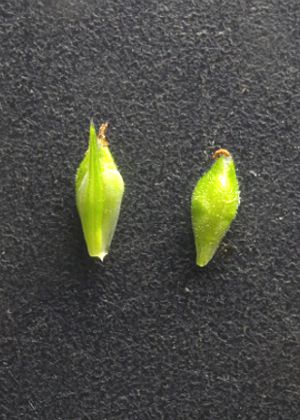 雌鱗片(左)・果胞(右)