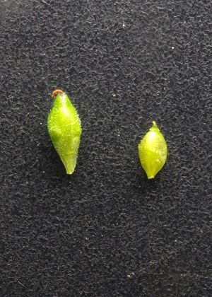 果胞(左)・果実(右)