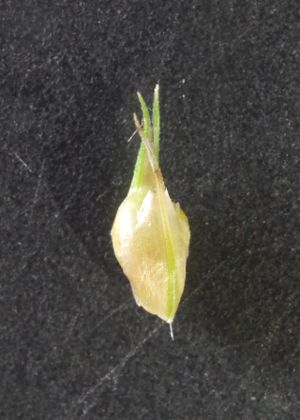 雌鱗片・果胞