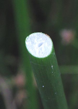 茎断面