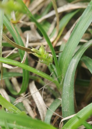 根際についた雌小穂