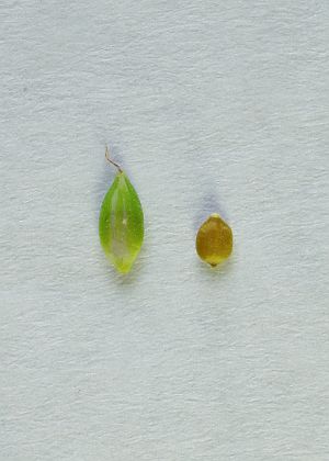 果胞・果実
