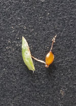 鱗片・果実