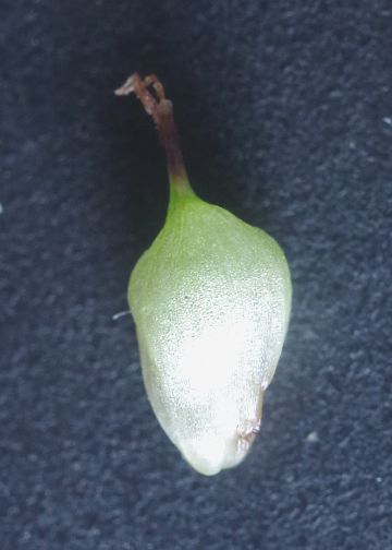 果胞