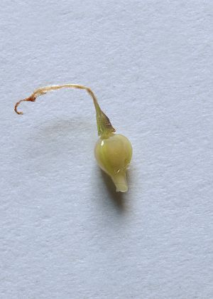 果実(痩果)