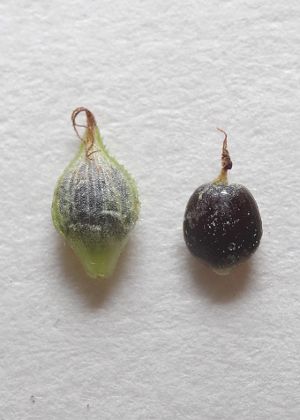 果胞・痩果