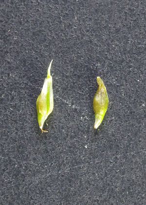 雌鱗片(左)・果胞(右)