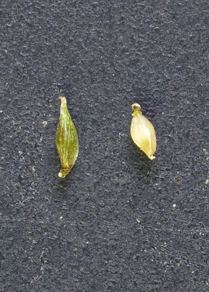 果胞(左)・果実(右)