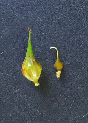 果胞(左)・果実