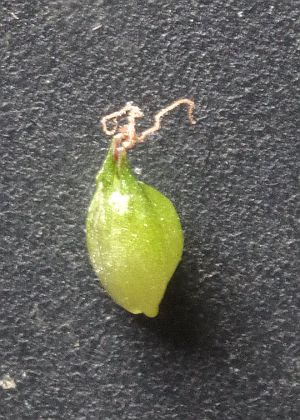 ʖE