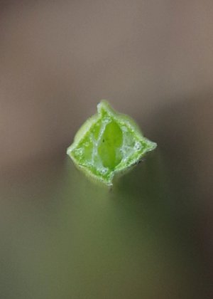 sf