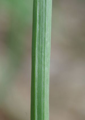 茎