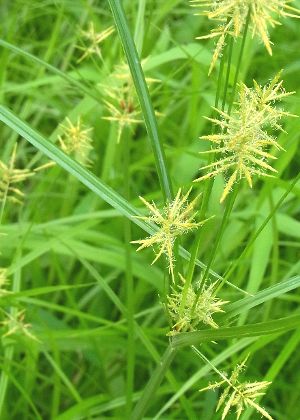 葉状の苞