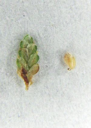 小穂・果実