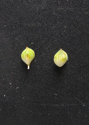 雌鱗片・果胞
