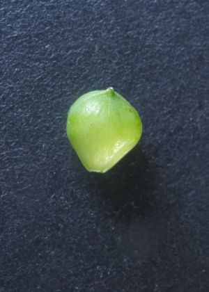 ʖE