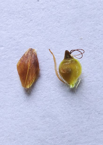 鱗片・果実